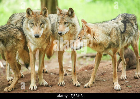 Europäische graue Wolf (Canis Lupus Lupus), Rudel von Wölfen in einem Wald, Deutschland, Bayern Stockfoto