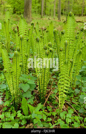 Europäische Strauß Farn, Strauß Farn (Matteuccia Struthiopteris), Blatt-Entwicklung, Deutschland, Nordrhein-Westfalen Stockfoto