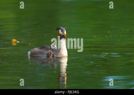 Great crested Grebe (Podiceps Cristatus), mit zwei Küken, Deutschland, Nordrhein-Westfalen Stockfoto