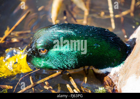 Eine männliche Stockente Fütterung bei RSPB es Leighton Moss Reserve in Silverdale, Lancashire, UK. Stockfoto