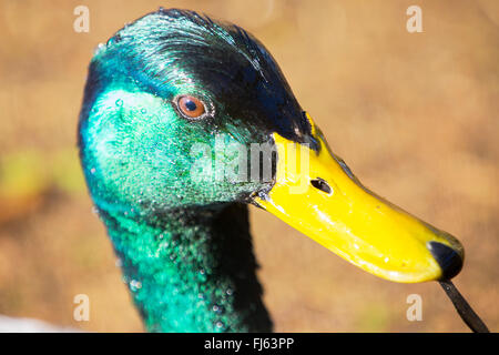 Eine männliche Stockente Fütterung bei RSPB es Leighton Moss Reserve in Silverdale, Lancashire, UK. Stockfoto