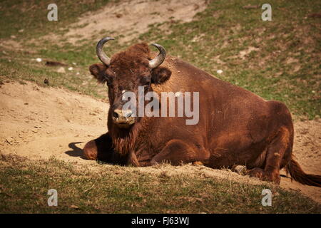 Erwachsenen europäischen Bisons (Bison Bonasus) weiblich in der Sonne ausruhen. Stockfoto