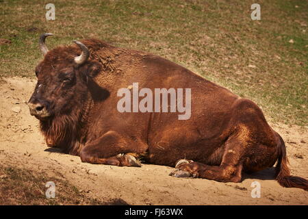 Erwachsenen europäischen Bisons (Bison Bonasus) weiblich in der Sonne ausruhen. Stockfoto