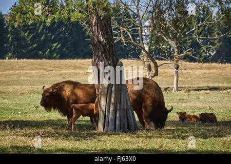 Europäischen Bisons (Bison Bonasus) Stier, Kuh und ihre Kälber, Ausruhen im Schatten unter einem Baum. Stockfoto