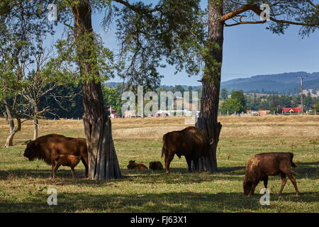 Europäischen Bisons (Bison Bonasus) Stier, Kuh und Waden ausruhen im Schatten unter Bäumen. Stockfoto