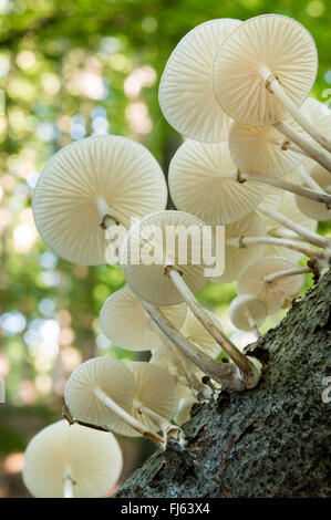 Porzellan-Pilz (Oudemansiella Mucida), mehrere Fruchtkörper auf einem Baumstamm, Deutschland, Nordrhein-Westfalen Stockfoto