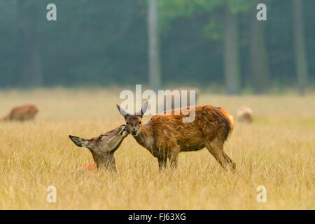 Rothirsch (Cervus Elaphus), Reh wird von Dänemark ist Mutter geleckt Stockfoto