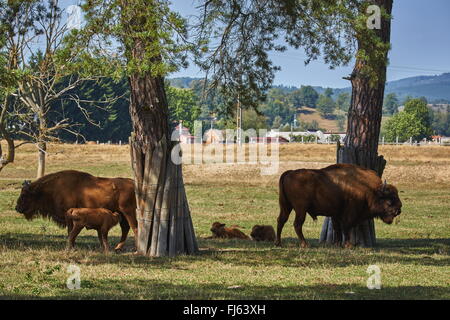 Europäischen Bisons (Bison Bonasus) Stier, Kuh und ihre Kälber, Ausruhen im Schatten unter einem Baum. Stockfoto