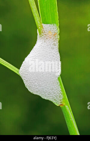 Wiese Blutzikade, Cuckoo Spit (Philaenus Spumarius), Schaumstoff-Nest, Deutschland Stockfoto