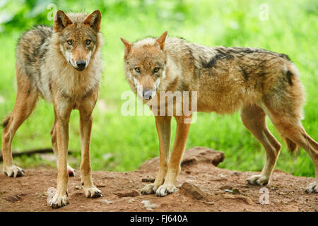 Europäische graue Wolf (Canis Lupus Lupus), zwei Wölfe in einem Wald, Deutschland, Bayern Stockfoto