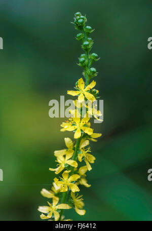 Duftende Agrimony (Agrimonia Procera), Blütenstand, Oberbayern, Oberbayern, Bayern, Deutschland Stockfoto