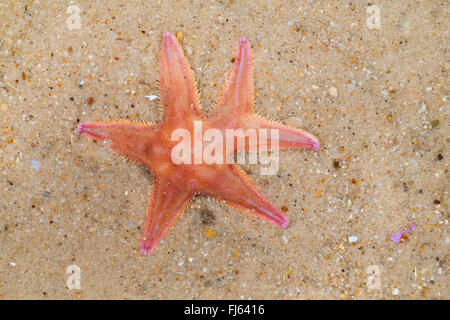 Sand Stern (Astropecten Irregularis, Astropecten Muelleri), mit einem gegabelten Arm, regeneration Stockfoto