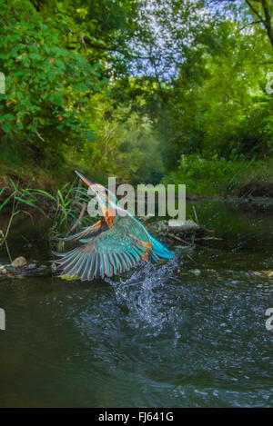 Fluss-Eisvogel (Alcedo Atthis), Weiblich, ausgehend von einem kleinen Fluss nach der erfolglosen Jagd, Deutschland, Bayern, Isental Stockfoto