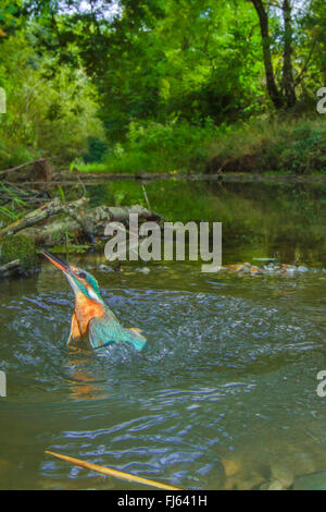 Fluss-Eisvogel (Alcedo Atthis), Weiblich, ein kleiner Fluss nach der erfolglosen Jagd, Deutschland, Bayern, Isental entstehende Stockfoto