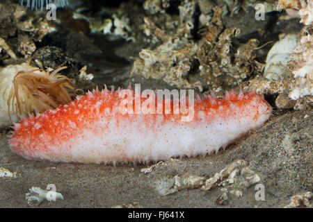 Seegurke (Parastichopus Tremulus), auf dem Boden Stockfoto