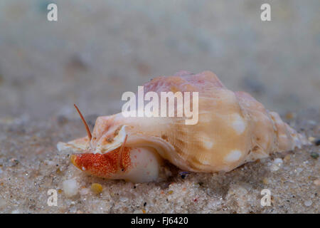 gemeinsamen Pelikan Fuß (Aporrhais Pespelecani, Aporrhais Pespallecani), auf dem Boden Stockfoto