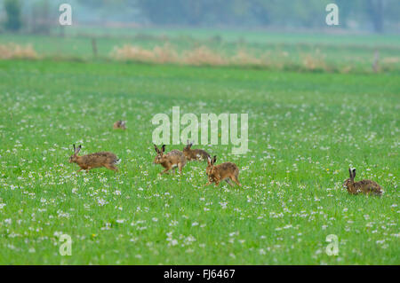 Feldhase, Feldhasen (Lepus Europaeus), Feldhasen in einer Blumenwiese, Deutschland Stockfoto