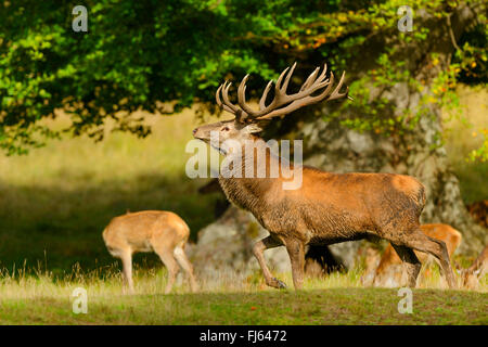 Rothirsch (Cervus Elaphus), Herde von Hirschen auf einer Wiese, Dänemark Stockfoto