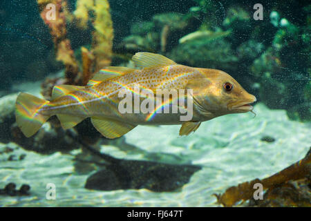 Kabeljau, Kabeljau, Dorsch (Gadus Morrhua), Schwimmen Stockfoto