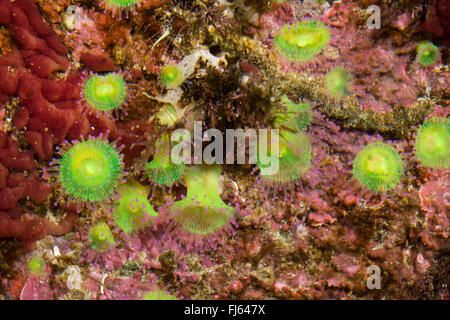 Grünes Juwel Anemone (Corynactis Viridis), Kolonie auf einem Stein Stockfoto