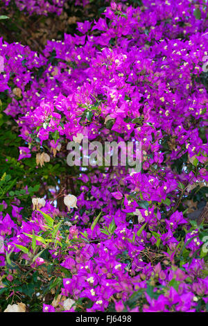 Geringerem Bougainvillea, Paperflower (Bougainvillea Glabra), blühen Stockfoto