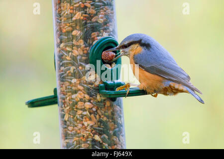 Eurasische Kleiber (Sitta Europaea), immer eine Mutter aus Rohr Samen Zubringer, Seitenansicht, Niederbayern, Niederbayern, Bayern, Deutschland Stockfoto