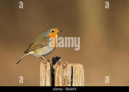 Rotkehlchen (Erithacus Rubecula), sitzt auf einem Zaun Pfosten, Seitenansicht, Deutschland Stockfoto