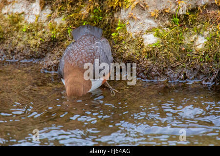 Wasseramseln (Cinclus Cinclus), Tauchen Kopf ins Wasser und suchen Nahrung, Frontansicht, Österreich, Tyrol Stockfoto