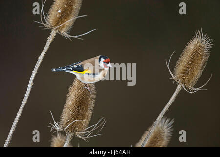 Eurasische Stieglitz (Zuchtjahr Zuchtjahr), sitzen auf Fruchtstand des Teazle, Deutschland Stockfoto