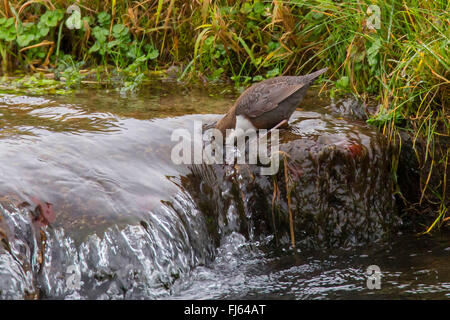 Wasseramseln (Cinclus Cinclus), Tauchen Kopf in strömendem Wasser und Nahrung, Suche Seite Ansicht, Österreich, Tyrol Stockfoto