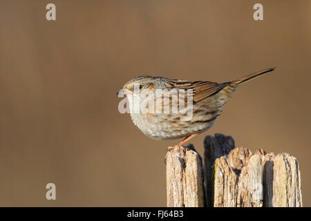 Heckenbraunelle (Prunella Modularis), sitzen auf einem alten Post, Seitenansicht, Deutschland Stockfoto