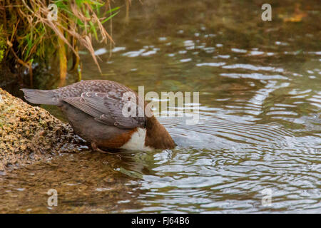 Wasseramseln (Cinclus Cinclus), Tauchen Kopf ins Wasser und suchen Nahrung, Seitenansicht, Österreich, Tyrol Stockfoto