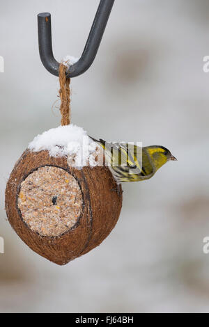 Fichte Zeisig (Zuchtjahr Spinus), männliche an handgefertigten Vogelfutter in einer Kokosnuss, Deutschland Stockfoto