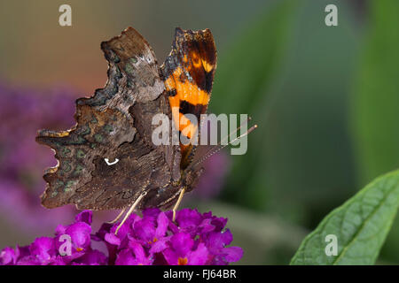 Komma (Polygonia c-Album, Komma c-Album, Nymphalis c-Album), auf Buddleja Davidii, Deutschland Stockfoto