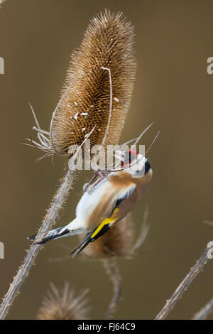 Eurasische Stieglitz (Zuchtjahr Zuchtjahr), Fütterung Ob Samen der Teazle, Deutschland Stockfoto