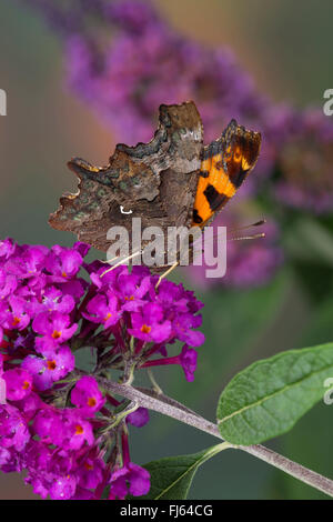 Komma (Polygonia c-Album, Komma c-Album, Nymphalis c-Album), auf Buddleja Davidii, Deutschland Stockfoto