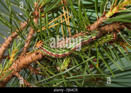 Hawkmoth (Hyloicus Pinastri, Sphinx Pinastri) Kiefer, Raupen ernähren sich von Kiefer, Deutschland Stockfoto