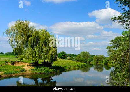 Fluss Foodplain des Flusses Lippe mit Weide im Frühling, Deutschland, Nordrhein-Westfalen, Münsterland, Weide, Korbweide (Salix spec.) Stockfoto