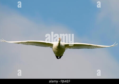 Höckerschwan (Cygnus Olor), im Flug, Deutschland Stockfoto