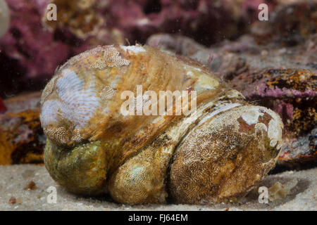 Pantoffel Limpet, Slippersnail, gemeinsame Pantoffel Schale, gemeinsame Atlantic Slippersnail, Boot-Schale, Achterdeck Schale, ehebrechenden Pantoffel Schnecke (Crepidula Fornicata), Gruppe von einigen Pantoffel Napfschnecken Stockfoto