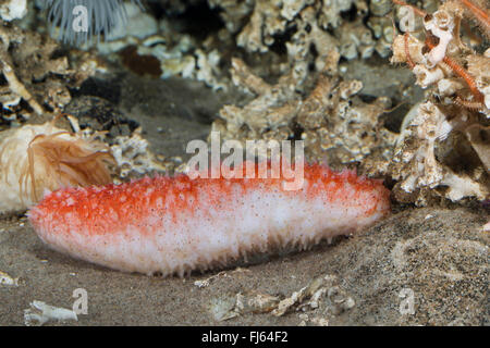 Seegurke (Parastichopus Tremulus), auf dem Boden Stockfoto