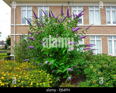 Schmetterlingsstrauch, violett Schmetterlingsstrauch Sommer Flieder, Sommerflieder, Orange Auge (Buddleja Davidii, Sommerflieder Davidii), bloomin vor einem Haus, Deutschland Stockfoto