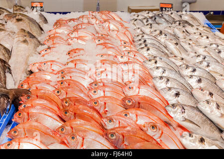 Anzeige von Frischfisch auf Eis im Mercadona Supermarkt, Puerto Santiago, Teneriffa, Kanarische Inseln, Spanien. Stockfoto