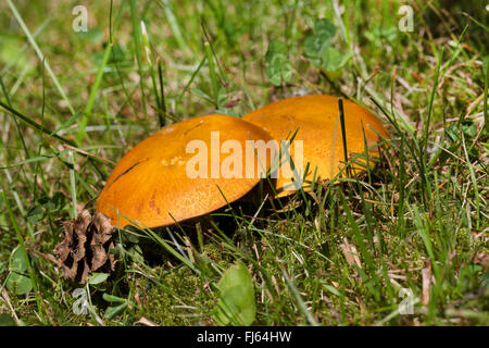 Lärche Bolete (Suillus Grevillei), zwei Röhrenpilze, Deutschland Stockfoto