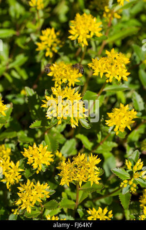 zurückgebogen, Mauerpfeffer, Stein indigen, krumme gelbe Fetthenne, Jennys Fetthenne (Sedum Rupestre, Sedum Reflexum), blühen, Deutschland Stockfoto