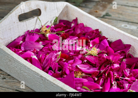 Rugosa rose, japanische rose (Rosa Rugosa), gesammelten Rosenblätter für rose Tee, Deutschland getrocknet werden Stockfoto