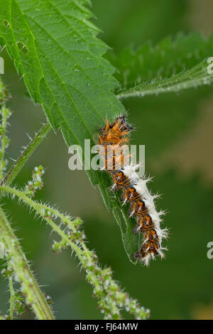 Komma (Polygonia c-Album, Komma c-Album, Nymphalis c-Album), Brennnessel, Deutschland Catwerpillar ernährt. Stockfoto