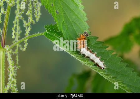 Komma (Polygonia c-Album, Komma c-Album, Nymphalis c-Album), Brennnessel, Deutschland Catwerpillar ernährt. Stockfoto