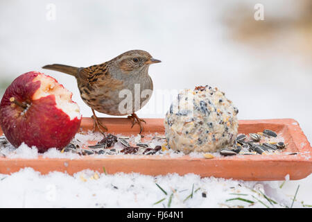 Heckenbraunelle (Prunella Modularis), Fütterung handgemachte Körnerfutter in den Schnee, Apfel und Fett Ball, Deutschland Stockfoto