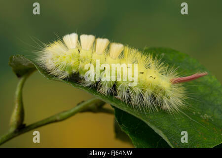 Blasse Grasbüschel, Red-Tail Motte (Dasychira Pudibunda, Olena Pudibunda, Calliteara Pudibunda Elkneria Pudibunda), Fedds Raupe auf einem Blatt, Deutschland Stockfoto